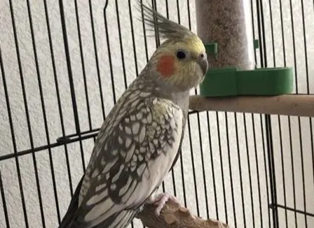 台灣鸚鵡法律 台灣鸚鵡法律