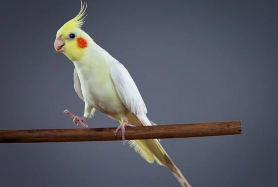 玄鳳鸚鵡性別分辨