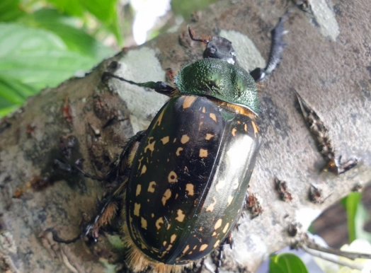 台灣特有昆蟲 台灣特有昆蟲