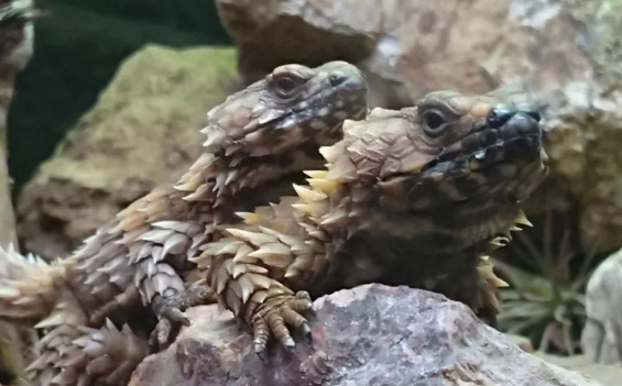 台灣爬蟲類飼養法律