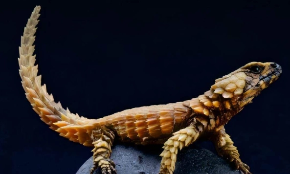 台灣爬蟲類飼養法律