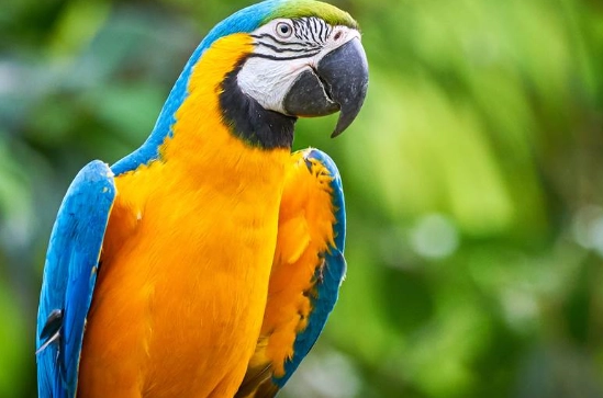 小型金剛鸚鵡價格 小型金剛鸚鵡價格