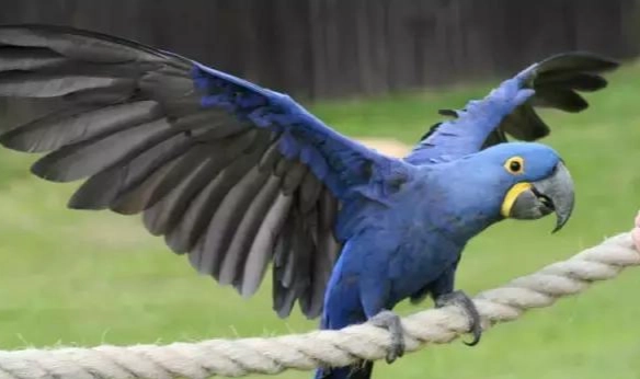 小型金剛鸚鵡價格 小型金剛鸚鵡價格