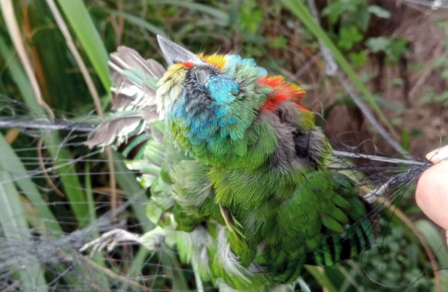 台灣野生動物保護法55條 台灣野生動物保護法55條