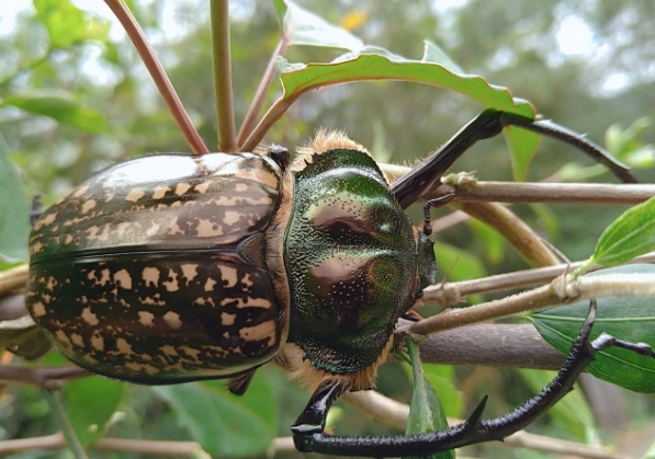 金龜子飼養 金龜子飼養