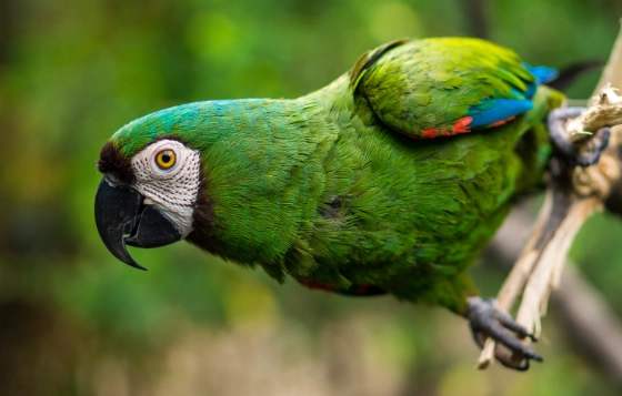 小型金剛鸚鵡飼養 小型金剛鸚鵡飼養