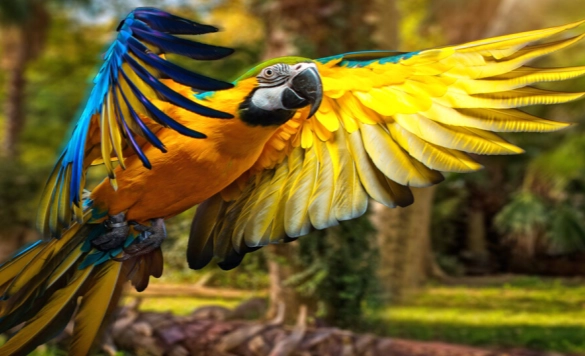 小型金剛鸚鵡飼養 小型金剛鸚鵡飼養