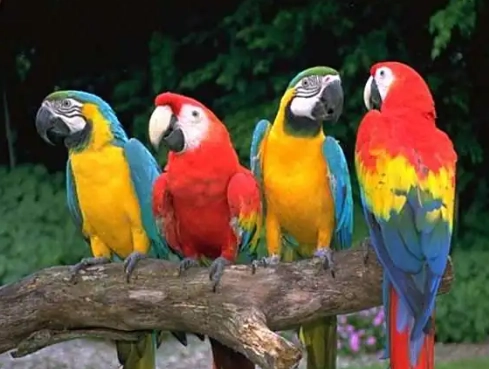 小型金剛鸚鵡價格 小型金剛鸚鵡價格