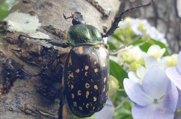 金龜子飼養 金龜子飼養