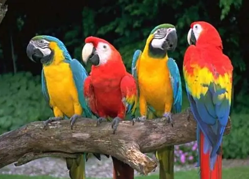 金刚鹦鹉尺寸 金刚鹦鹉尺寸