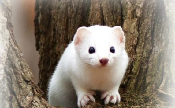 短尾鼬寵物