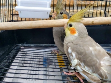 玄鳳鸚鵡性別鑑定 玄鳳鸚鵡性別鑑定