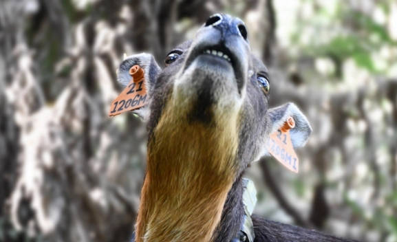 台灣野生動物保護法55條 台灣野生動物保護法55條