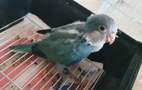 鸚鵡飼養證件 鸚鵡飼養證件