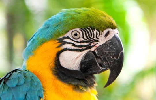 金刚鹦鹉体型 金刚鹦鹉体型