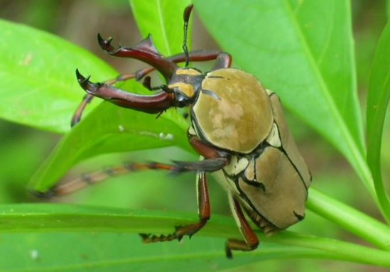 台灣特有昆蟲 台灣特有昆蟲