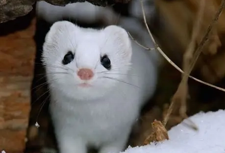 短尾鼬寵物