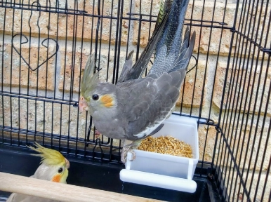 玄鳳公母分辨 玄鳳公母分辨