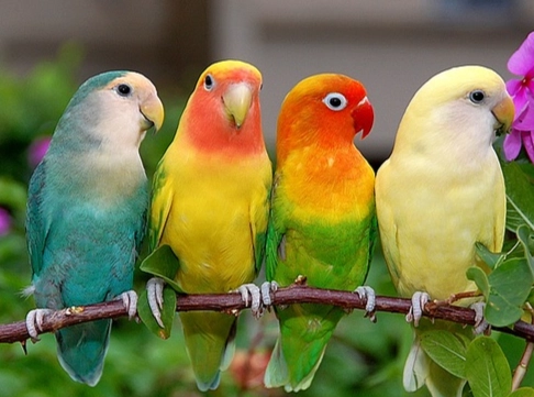 如何訓練鸚鵡不咬人