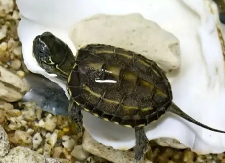 草龜照顧指南 草龜照顧指南