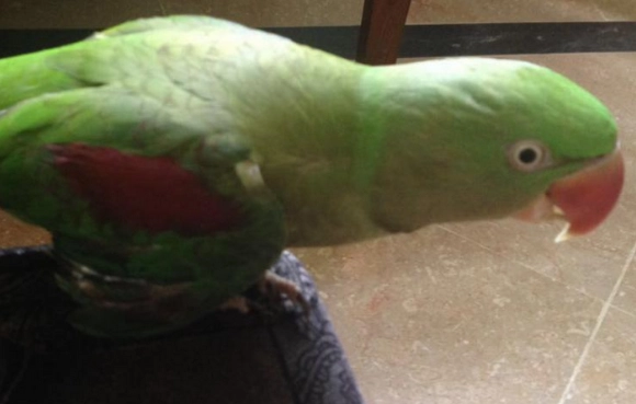 鸚鵡嘔吐原因