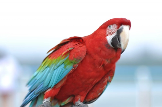 紅金剛鸚鵡飼養