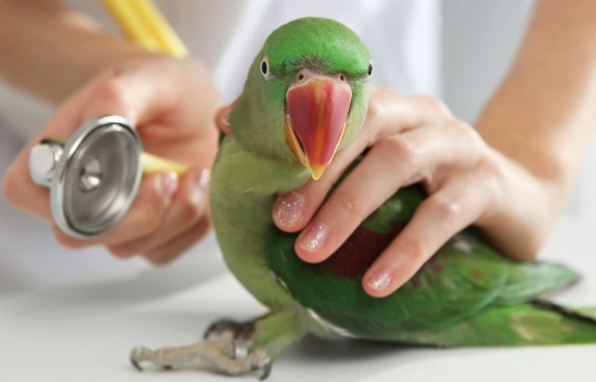 鸚鵡嘔吐治療