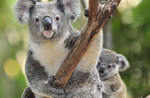 保育類動物可以養嗎