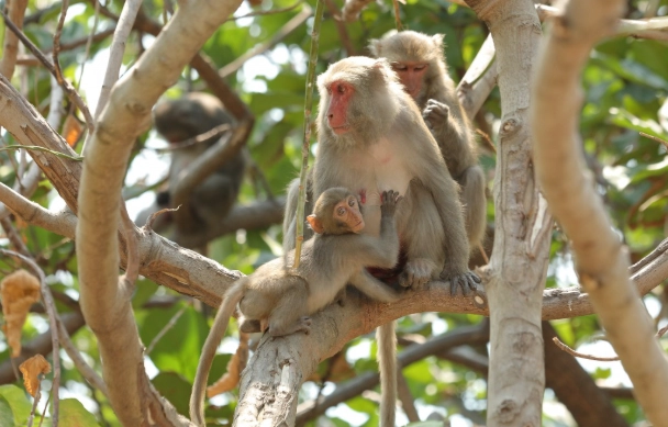 飼養保育類動物申請