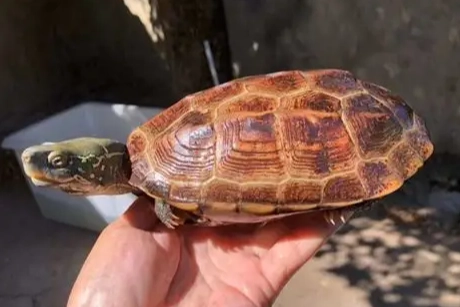 中華草龜飼養 中華草龜飼養