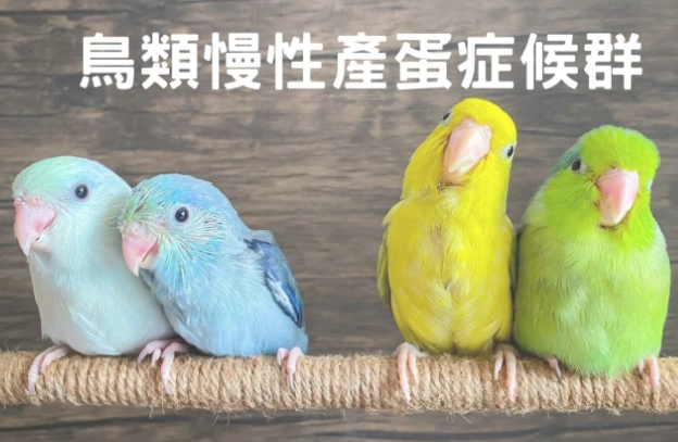 鸚鵡喘氣原因
