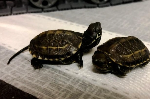 中華草龜飼養 中華草龜飼養