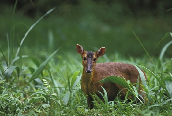 野生動物飼養申請