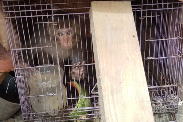 台灣野生動物飼養法規