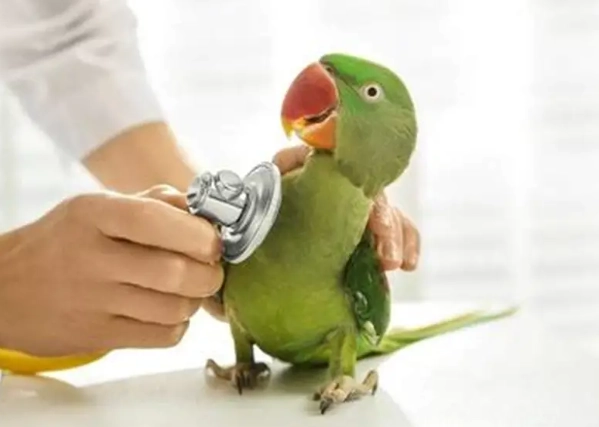 鸚鵡嘔吐治療