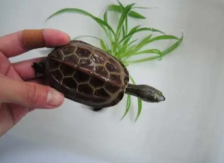 草龜照顧指南 草龜照顧指南