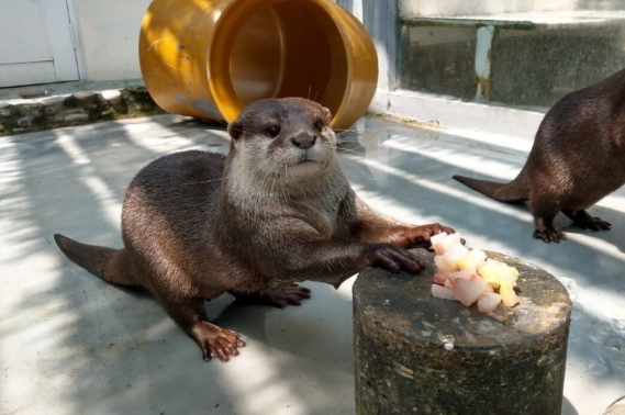 野生動物飼養申請