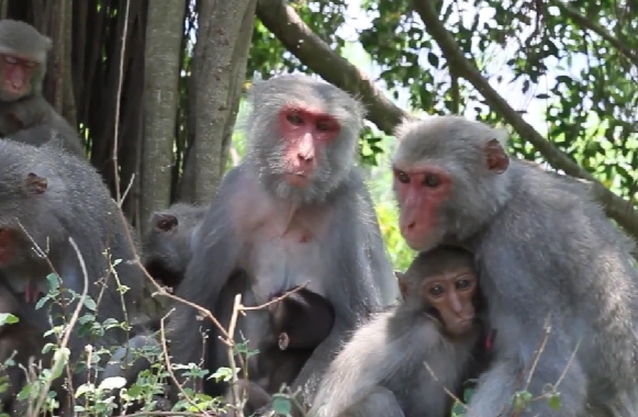 台灣野生動物飼養法規