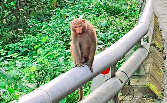 台灣野生動物飼養法規