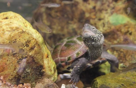 草龜照顧指南 草龜照顧指南