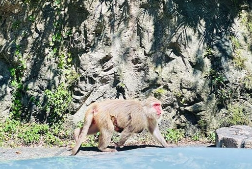 野生動物飼養申請