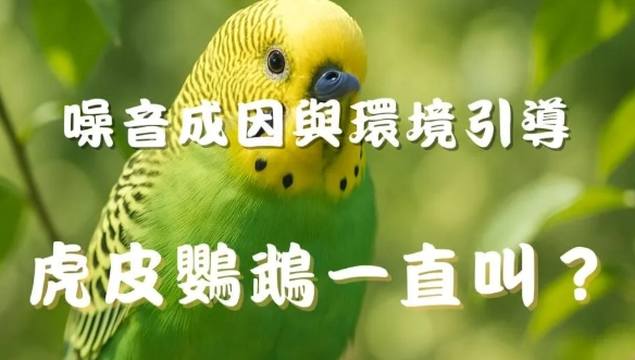 鸚鵡健康問題