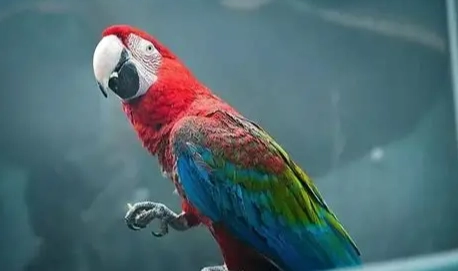 紅金剛鸚鵡價格