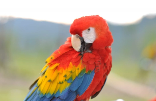 紅金剛鸚鵡價格