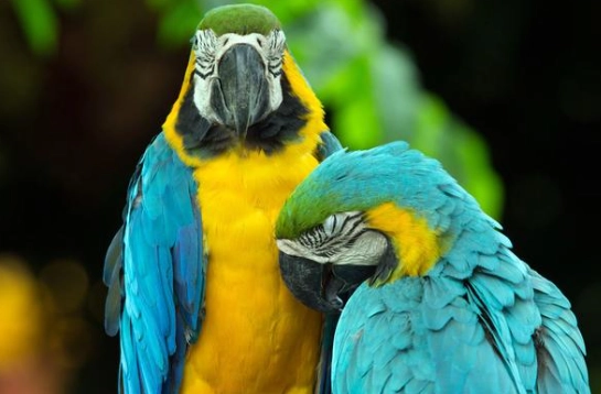 紅金剛鸚鵡壽命