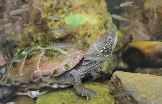 中華草龜飼養 中華草龜飼養