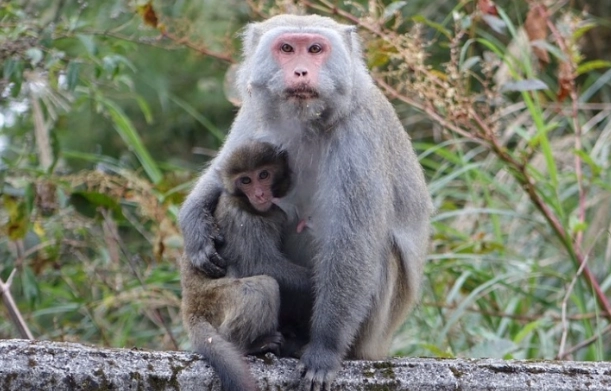 台灣野生動物飼養法規