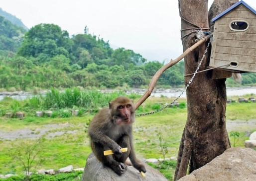 保育類動物可以養嗎
