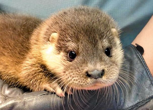 台灣保育類動物法律