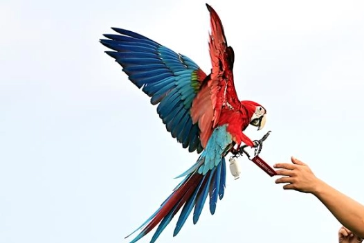 紅金剛鸚鵡飼養